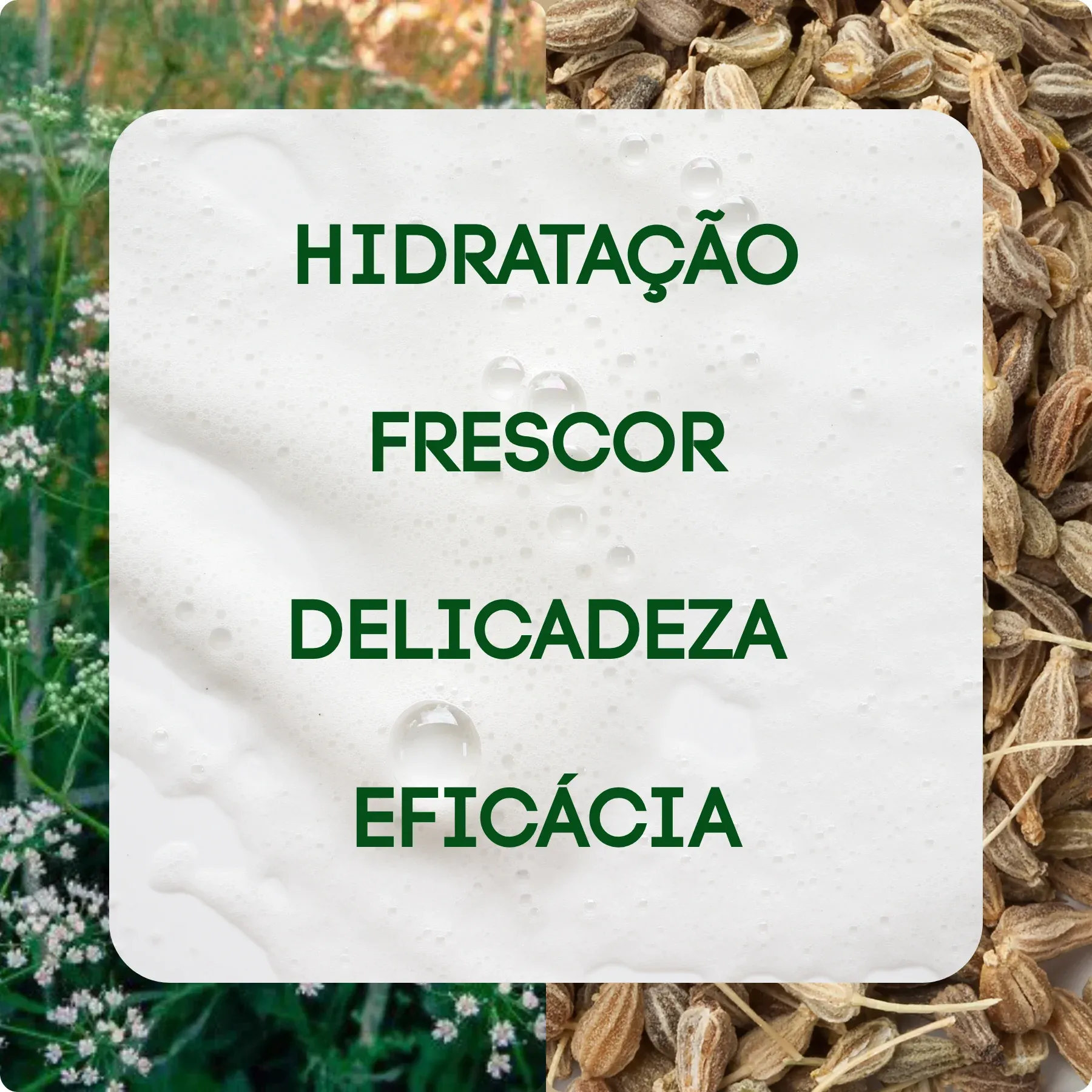 ERVA DOCE -2-